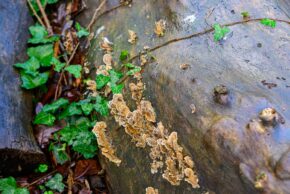 Glamorganshire Canal, Forest Farm Nature Reserve - Cardiff Macro nature photography of bracket fungi growing along the damp, polished surface of a fallen log alongside green ivy leaves.