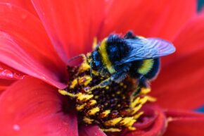 Bodnant, Nr Conwy - September 2018 A fuzzy bumblebee dusted with yellow pollen actively foraging at the center of a vivid red flower