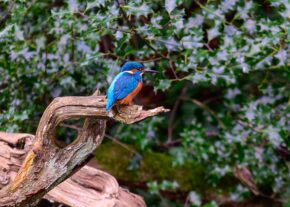A brilliant common kingfisher keeps watch from its favourite lookout post over the water. A vibrant blue and orange common kingfisher perched on a weathered tree branch in front of green foliage.