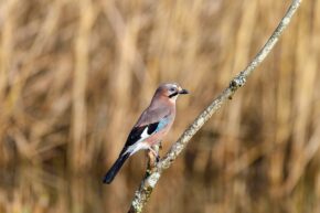 Forest Farm, Cardiff A Eurasian jay with pinkish-brown plumage and striking bright blue wing feathers perched on a slender diagonal branch.