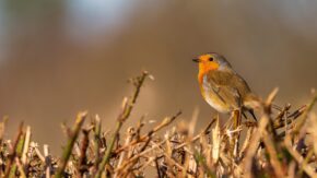 Iron's Bottom, Reigate - February 2024 A European robin with a bright orange-red breast perched on top of a cut wooden hedge against a blurred background