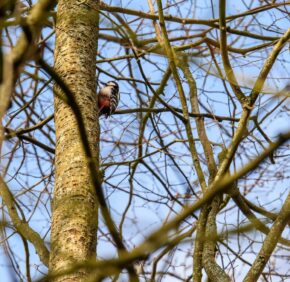 Forest Farm, Cardiff Great spotted woodpecker foraging on a tree trunk surrounded by branches in the natural world