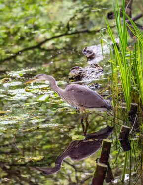 Glamorganshire Canal, Forest Farm, Cardiff A grey heron standing in shallow water with a crisp reflection in the natural world