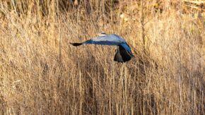 Forest Farm, Cardiff Grey heron taking flight through golden winter reed beds in the natural world