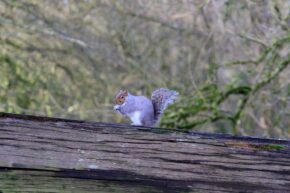 Forest Farm - Cardiff A grey squirrel sitting upright on a fallen tree trunk and nibbling on a snack against a blurred background.