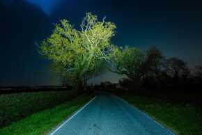 A quiet country lane on the Gwent Levels at night with an illuminated tree glowing under a starry sky