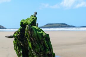 Moss-covered timber from the Helvetia shipwreck on Rhossili Beach with Worms Head in the background