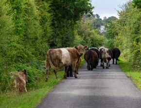 Llantrisant Common A herd of mixed-breed cattle walking away down a narrow country road flanked by green trees and bushes