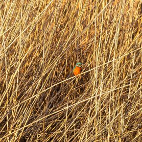 Forest Farm, Cardiff A vibrant kingfisher perched among golden winter reeds in the natural world
