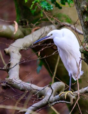 A little egret keeps a watchful eye while resting on a branch during the winter season. A white little egret perched on a bare tree branch with its distinctive yellow feet visible.