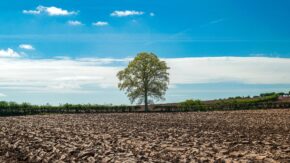 A lone leafy tree standing in the middle of a freshly ploughed field under a bright blue sky with white clouds.
