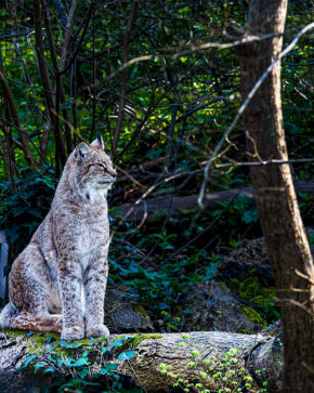 A sharp portrait of an alert lynx perched on a moss-covered log. A vertical wildlife photograph of a lynx sitting attentively on a mossy log amidst dense woodland foliage and branches.