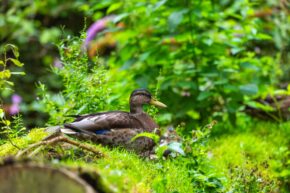 A mallard duck resting on a mossy bank surrounded by lush green foliage and wild plants.