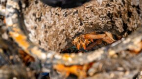View striking macro and wildlife photography by Charlie Hannah, capturing a vibrant crab nestled inside a barnacle-covered marine structure. Close-up macro photograph of a crab laying inside a weathered, barnacle-encrusted industrial object covered in marine growth.