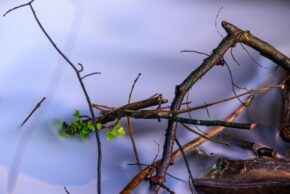 Glamorganshire Canal, Forest Farm Nature Reserve - Cardiff Minimalist long exposure nature photography of bare twigs and a small cluster of green leaves hovering over smooth, silky water.