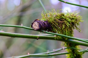 Explore detailed macro and nature still life photography by Charlie Hannah, highlighting the striking textures of moss-covered wood resting on fresh green stems. Close-up macro photograph of a dark, weathered, moss-covered cut branch resting on bright green stems in a forest setting.