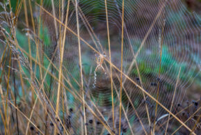 Il Sigreto Di Pietrafitta, San Gimignano, Italy - September 2023 An orb weaver spider waiting in its intricate web spun among tall grass in the natural world