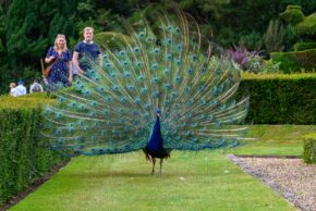 Warwick Castle - July 2023 Wildlife photography of a peacock with its full, vibrant tail feathers fanned out in display along a grassy path within a formal garden.