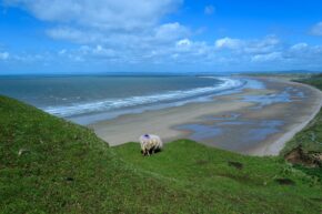 A lone sheep grazing on grassy cliffs overlooking the vast sandy expanse of Rhossili Beach in the Gower Peninsula