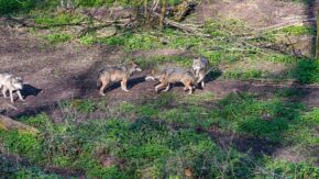 The Pack A natural wildlife photograph in a 16:9 landscape format featuring four European wolves in a dense forest environment. Two wolves are interacting centrally in sharp focus, flanked by two others. The frame is filled with dirt, leaf litter, and green ground cover, with no visible man-made enclosures.