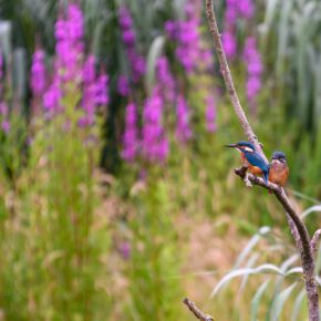 Forest Farm, Cardiff Two kingfishers perched together on a branch against a background of purple willowherb in the natural world