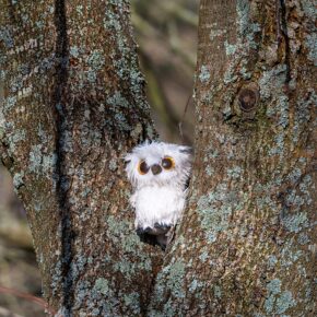 rons Bottom, Reigate – February 2024 A small, fluffy white toy owl with large orange eyes wedged in the fork of a lichen-covered tree.
