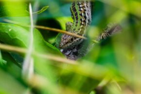 A juvenile wall lizard uses the dense summer foliage for camouflage while it observes its surroundings. A young, green and brown spotted lizard peeking out from behind bright green leaves and a dark branch