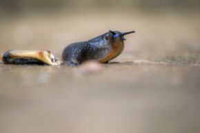 a slug looks down the lens. image from dayslight sluggery by charlie hannah