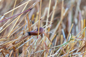 Text: Macro photograph of a brown slug camouflaged among dry straw and stems in the daylight.