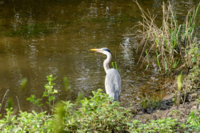 A grey heron standing alert at the muddy edge of a canal bank surrounded by fresh green spring vegetation and rippling water.