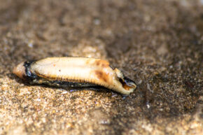 Macro photo focusing on the detailed underside texture and unique markings of a slug during a wildlife encounter.