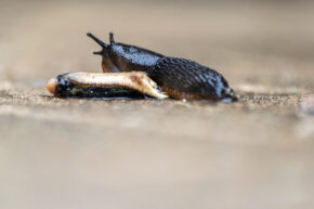 Side profile macro photograph of a dark garden slug moving across wet concrete during a wildlife interaction.