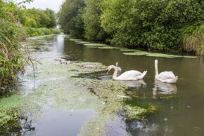 Fine art canal photography by Charlie Hannah ARPS, capturing a family of adult swans and cygnets gliding across a lush, weed-strewn British canal surrounded by dense green trees.