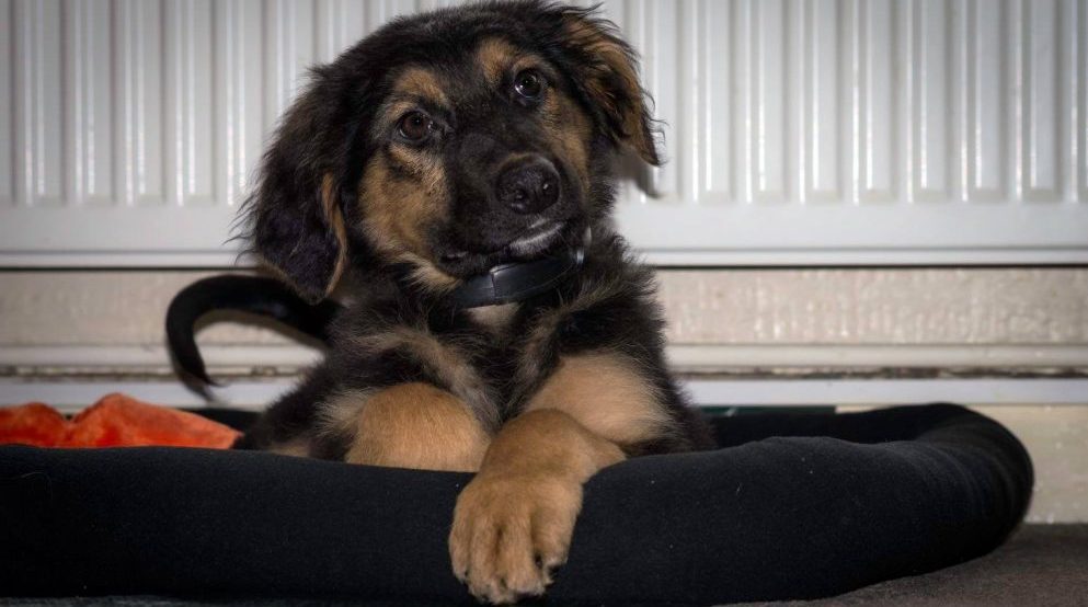Freya settled in her new bed - June 2016