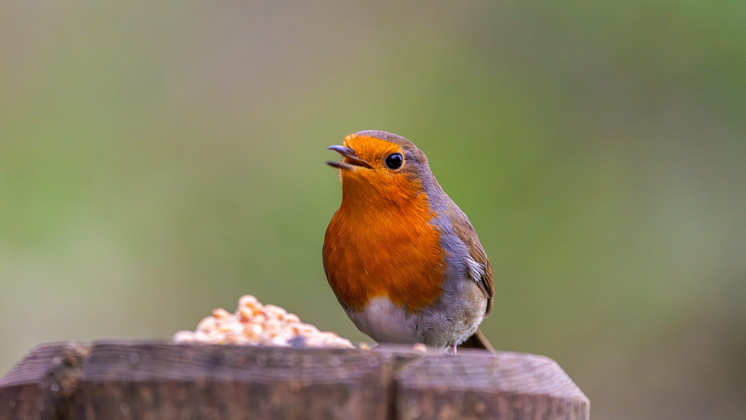 robin