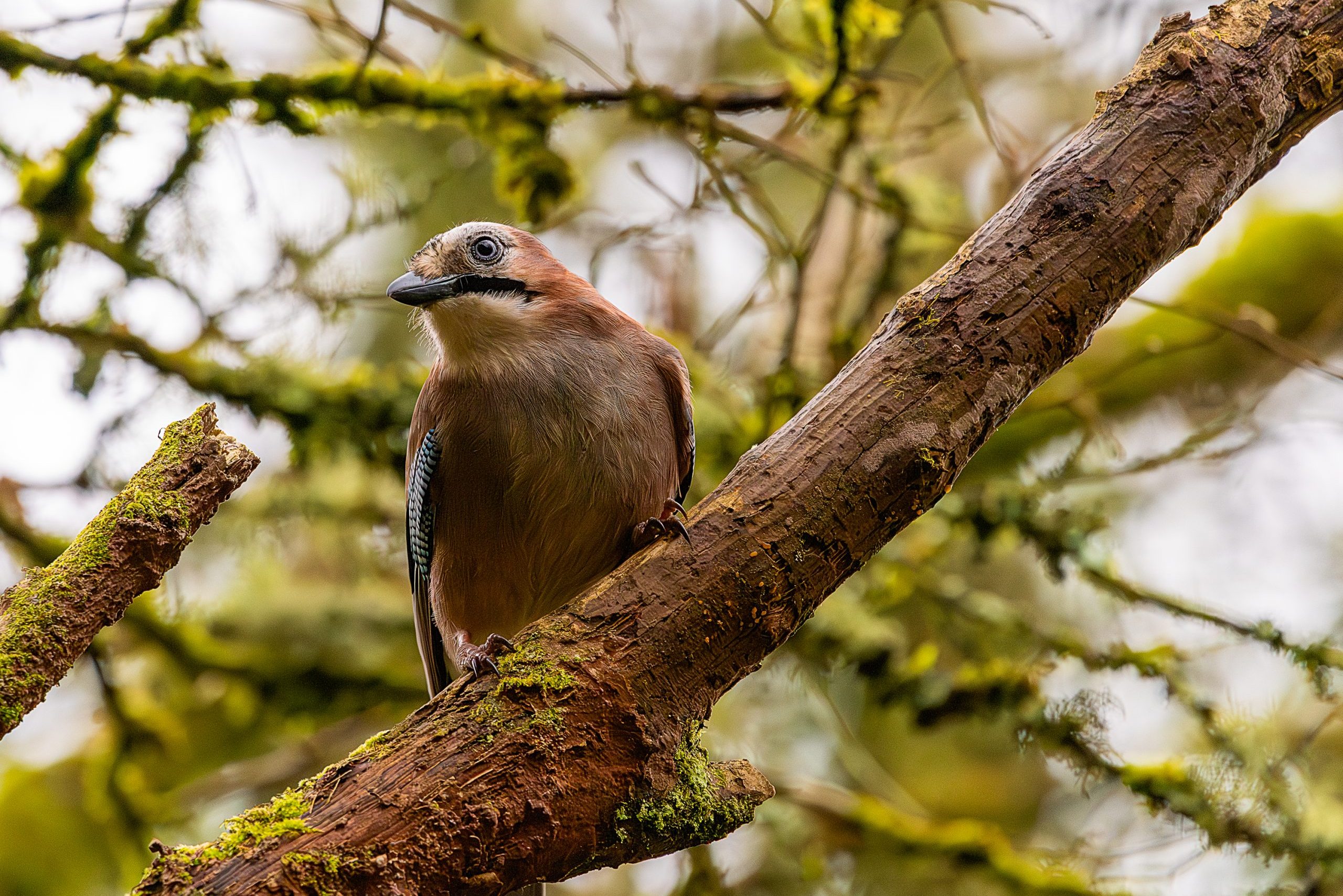 jay perched in a tree